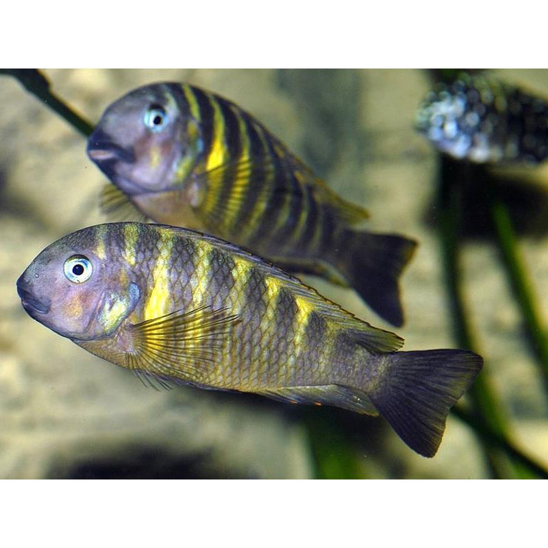 Tropheus brichardi kipilli - imagine 3